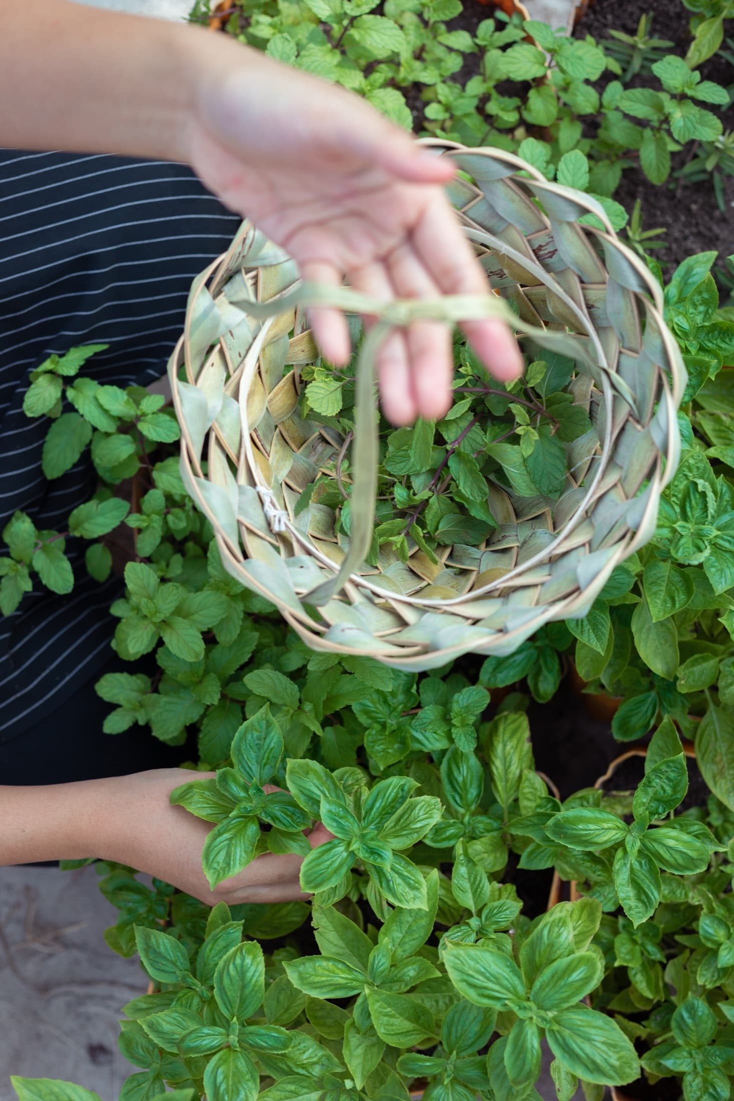 The chef's garden, part of the island's Greenfushi programme