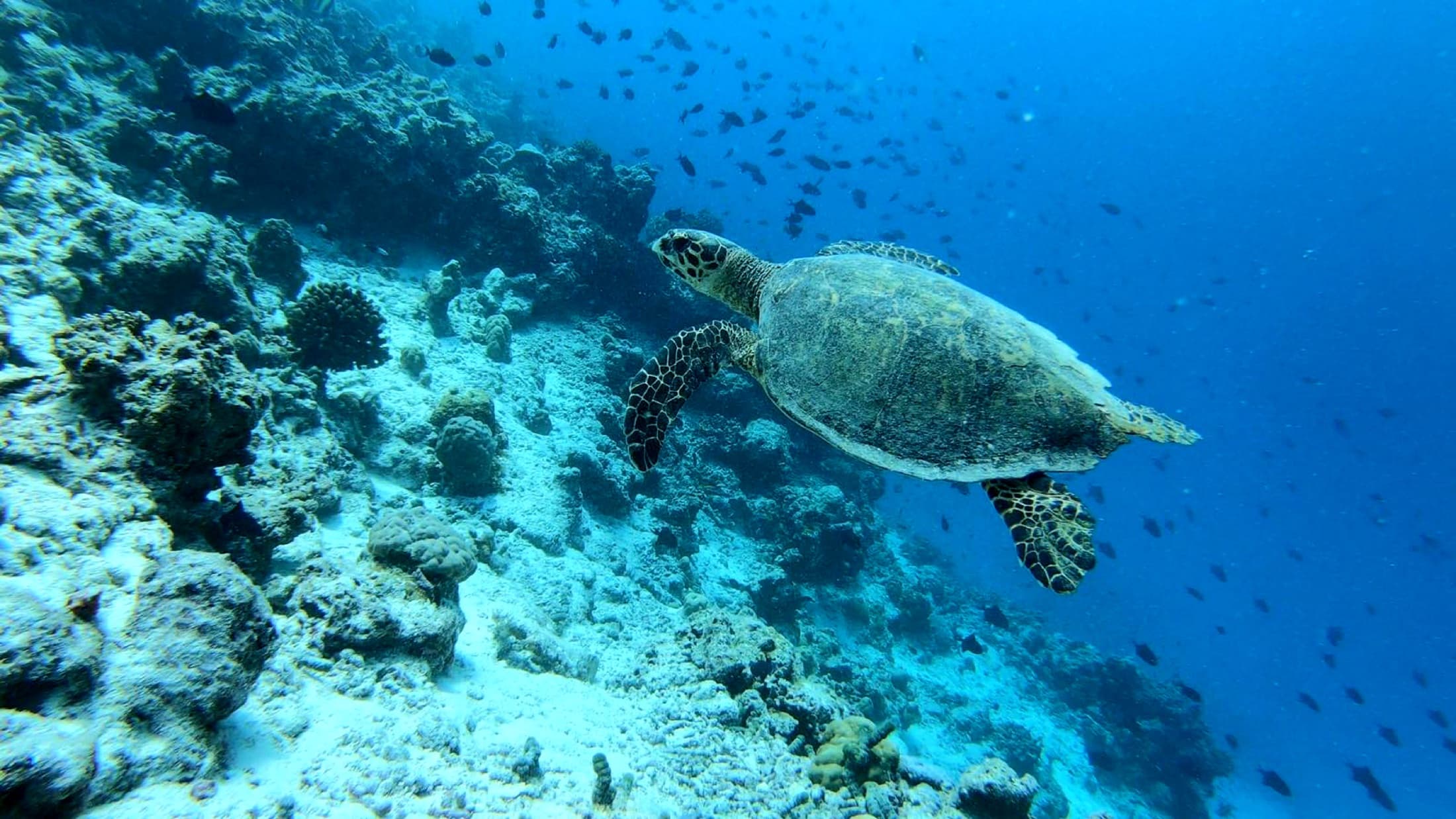 Diving with a sea turtle