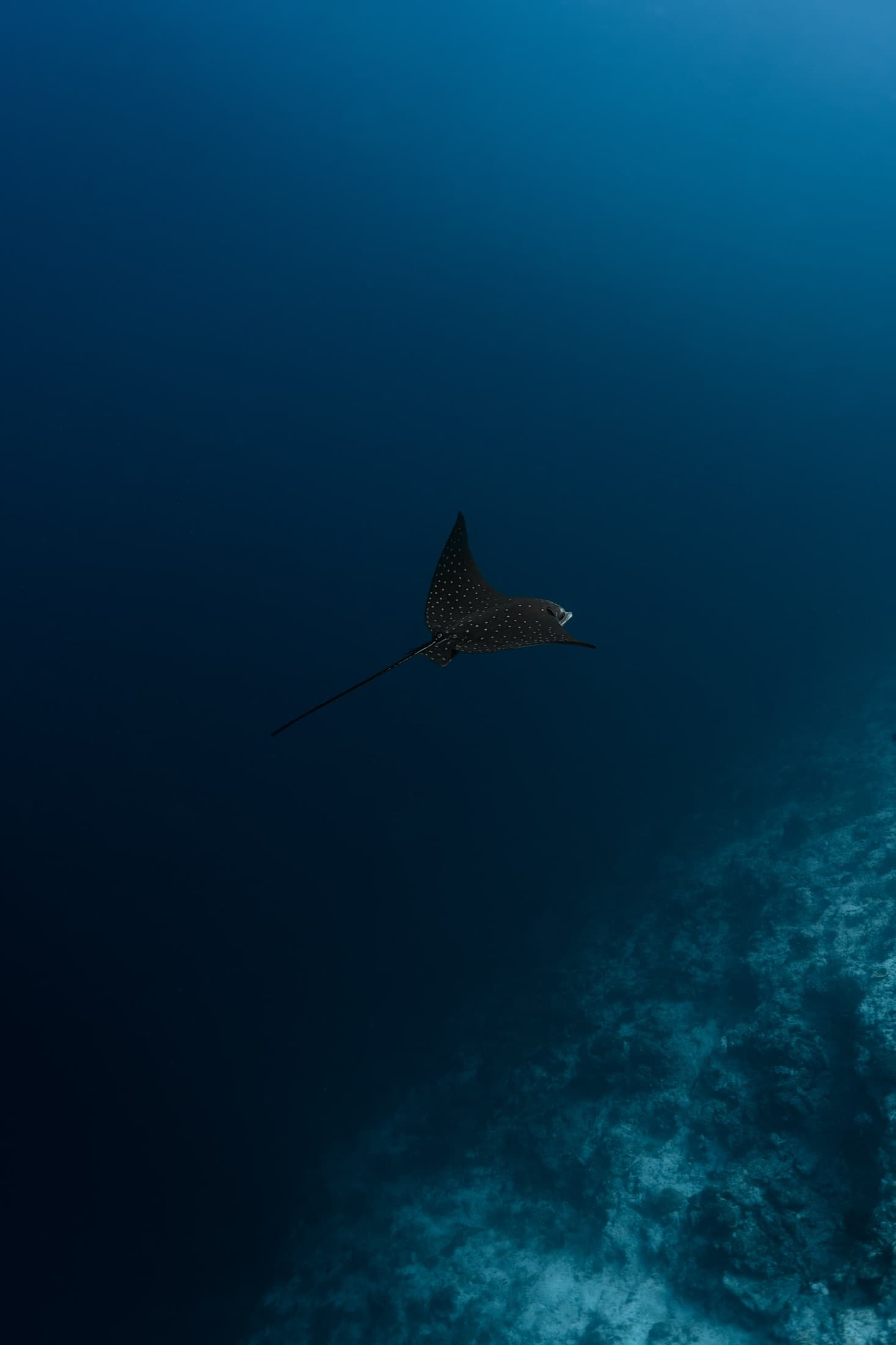 An eagle ray passing beneath snorkellers