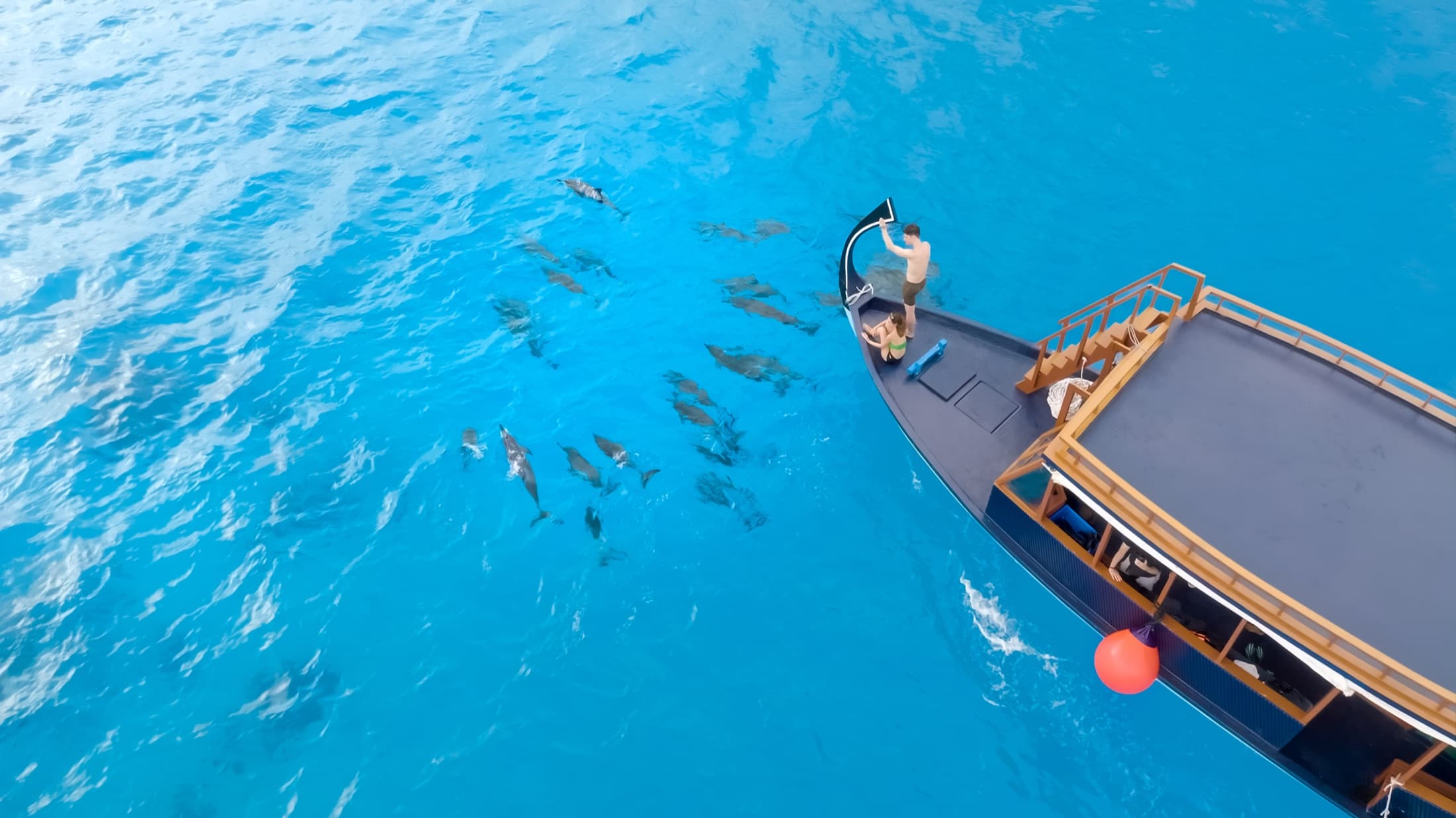 Dolphin cruise