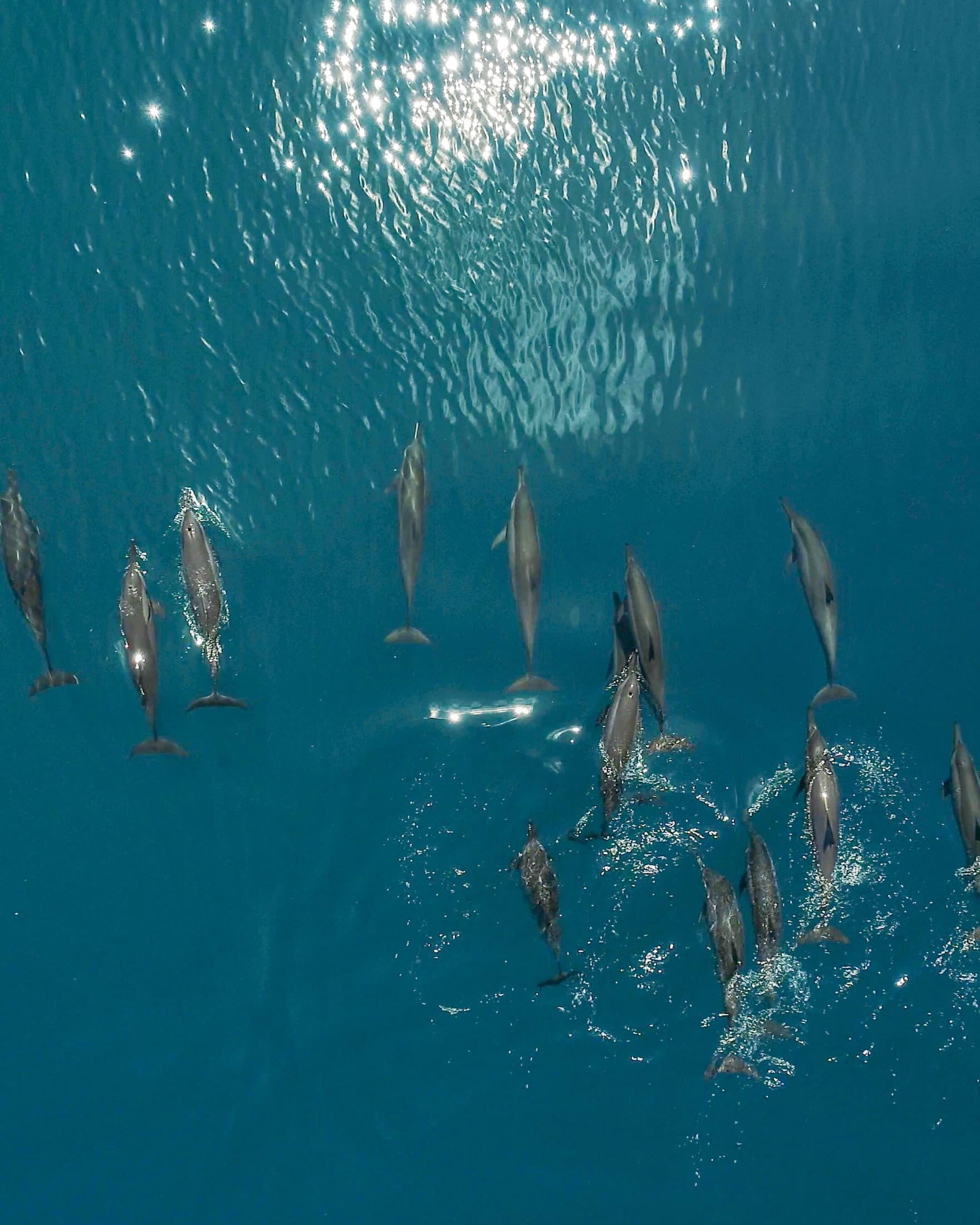 A pod of dolphins in open water off the island