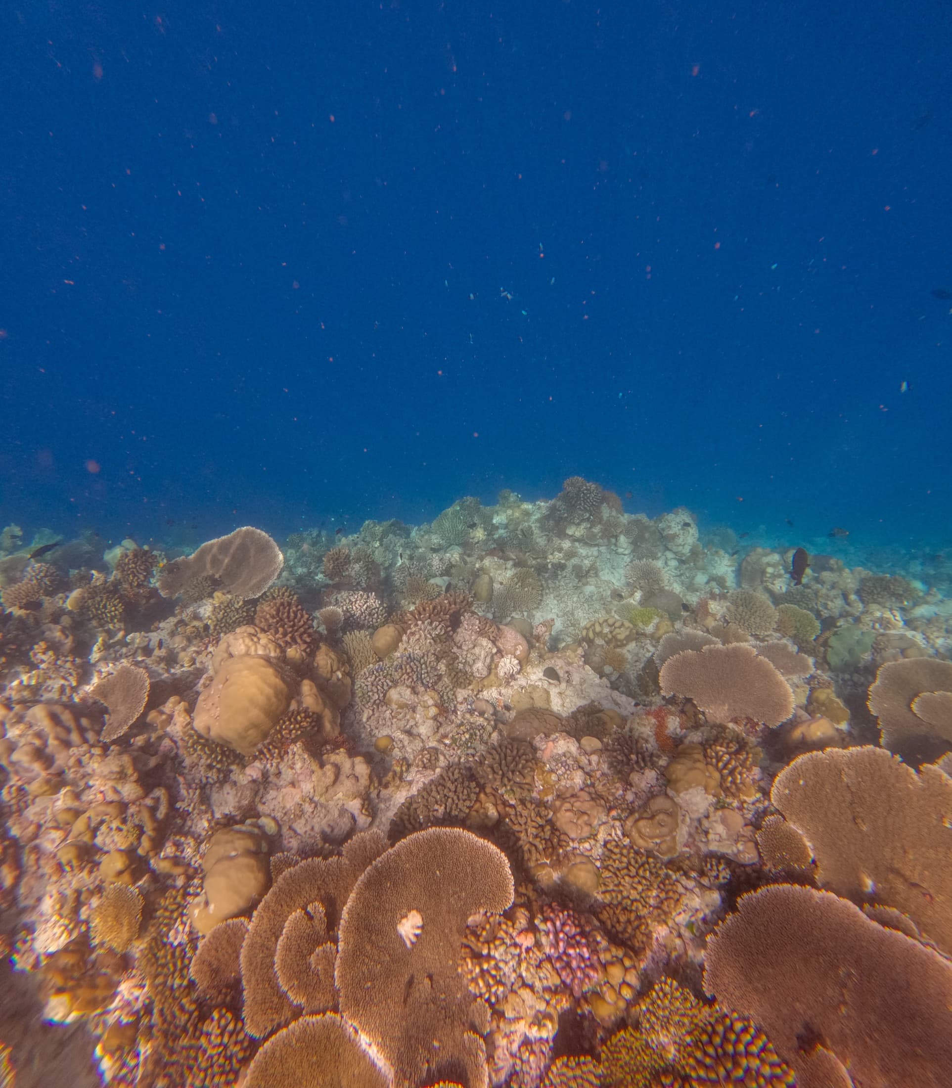 House reef at SO/ Maldives